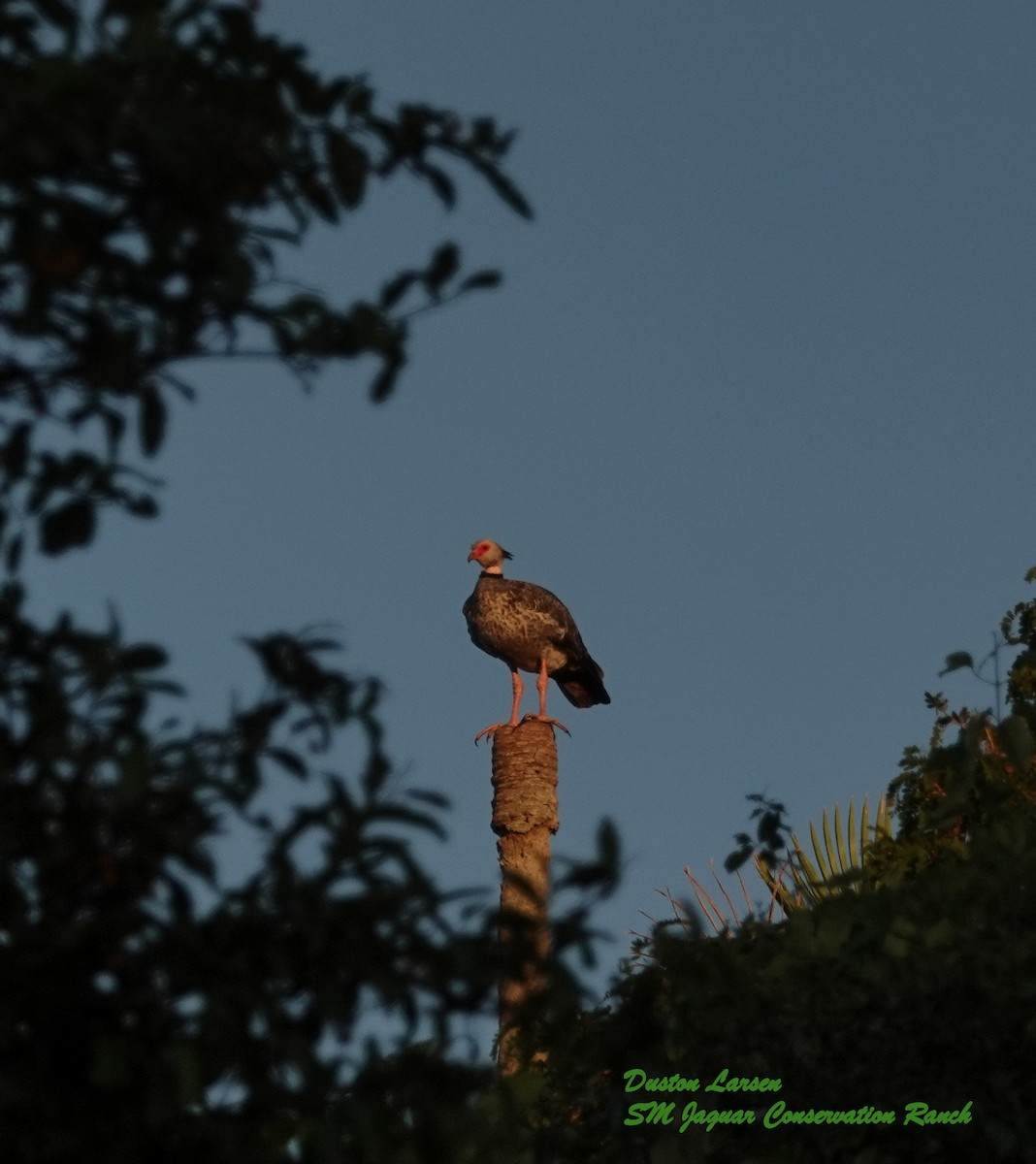 Southern Screamer - ML221087551