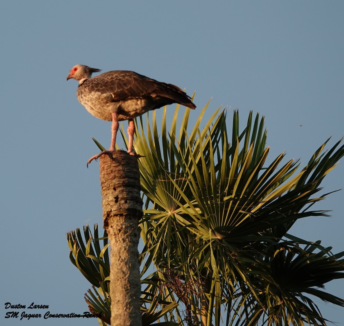 Southern Screamer - ML221087671