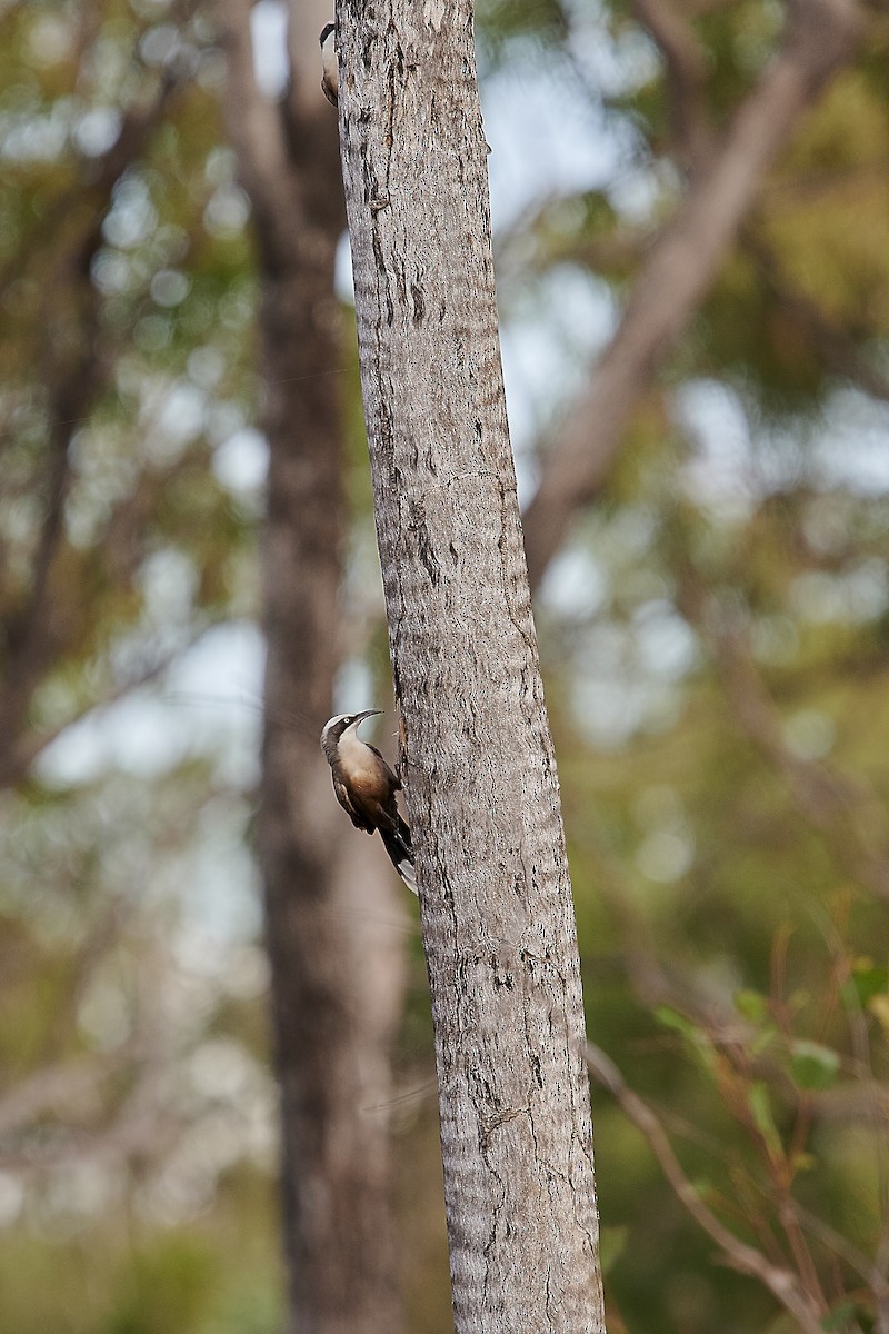 Gray-crowned Babbler - ML221088141