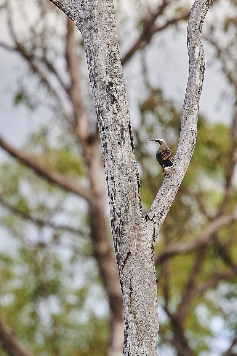 Gray-crowned Babbler - Gary & Robyn Wilson