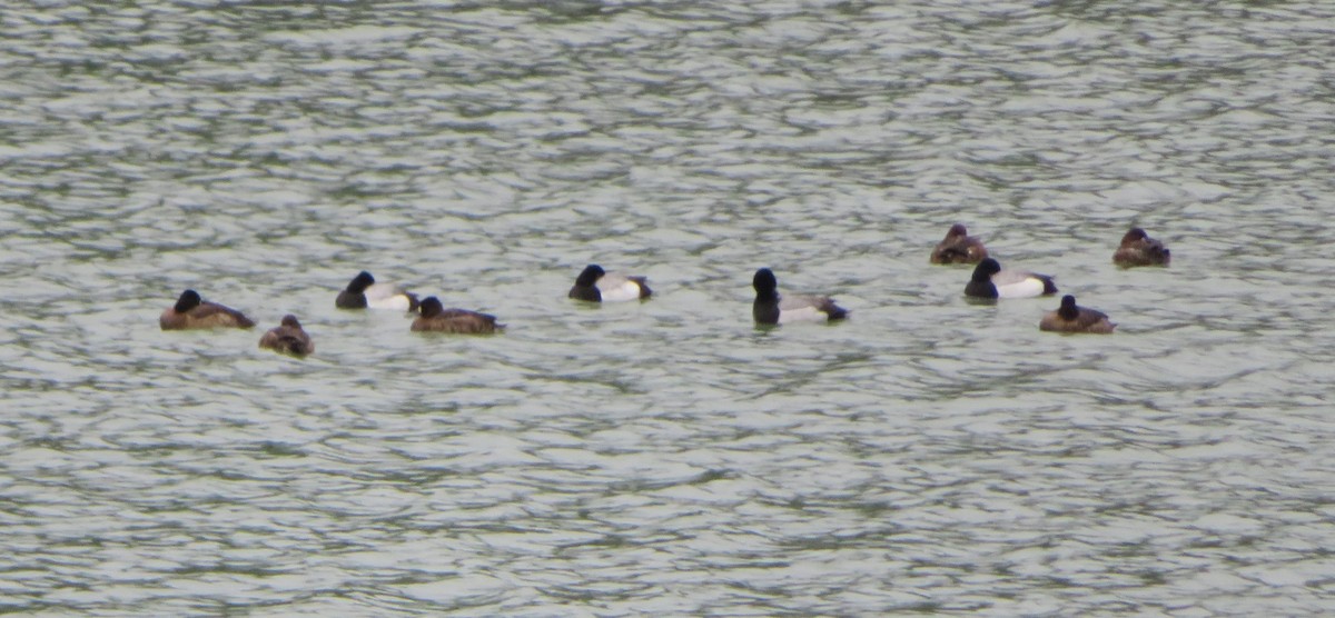 Lesser Scaup - Paul Sellin