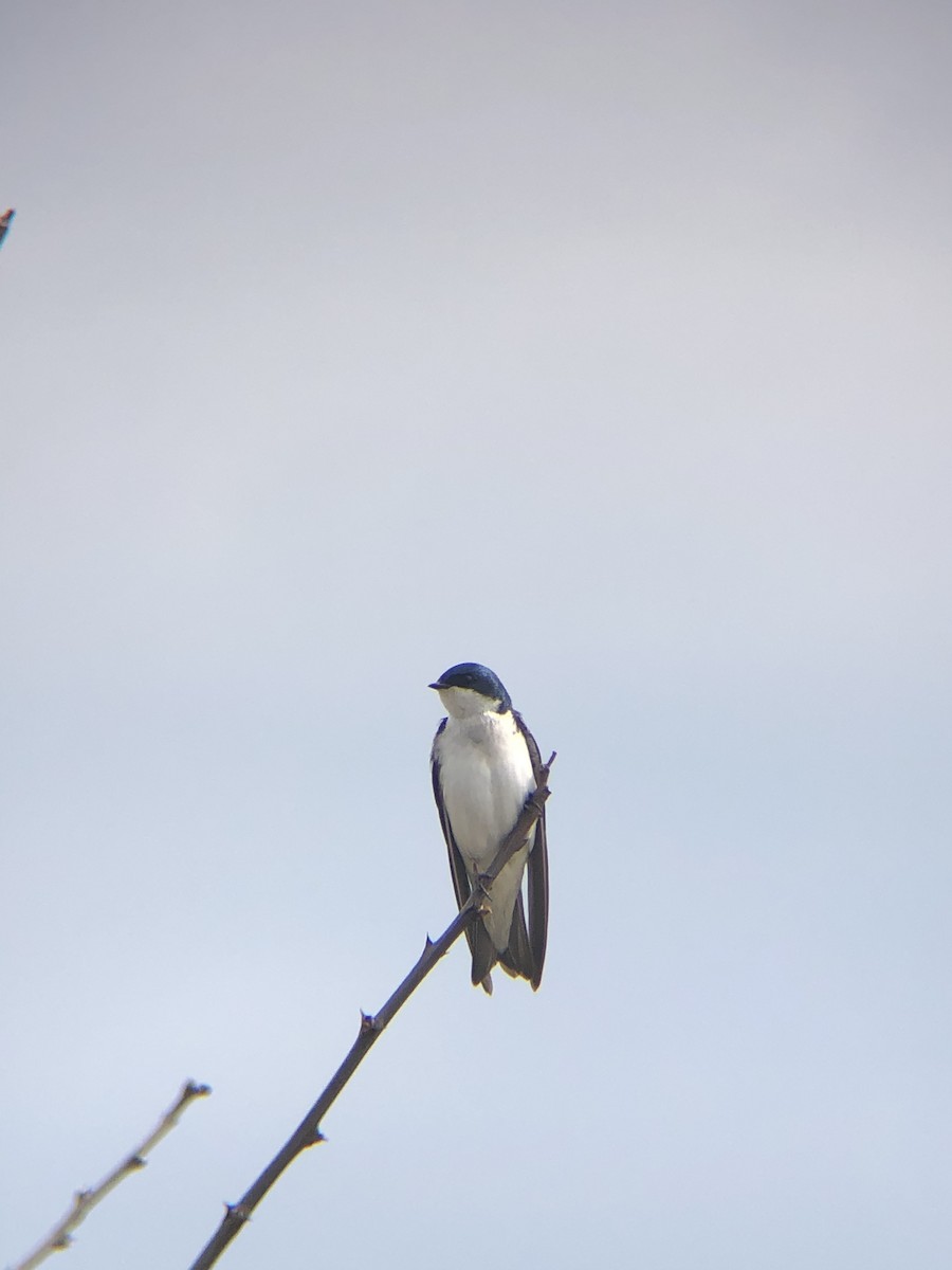 Tree Swallow - ML221089261