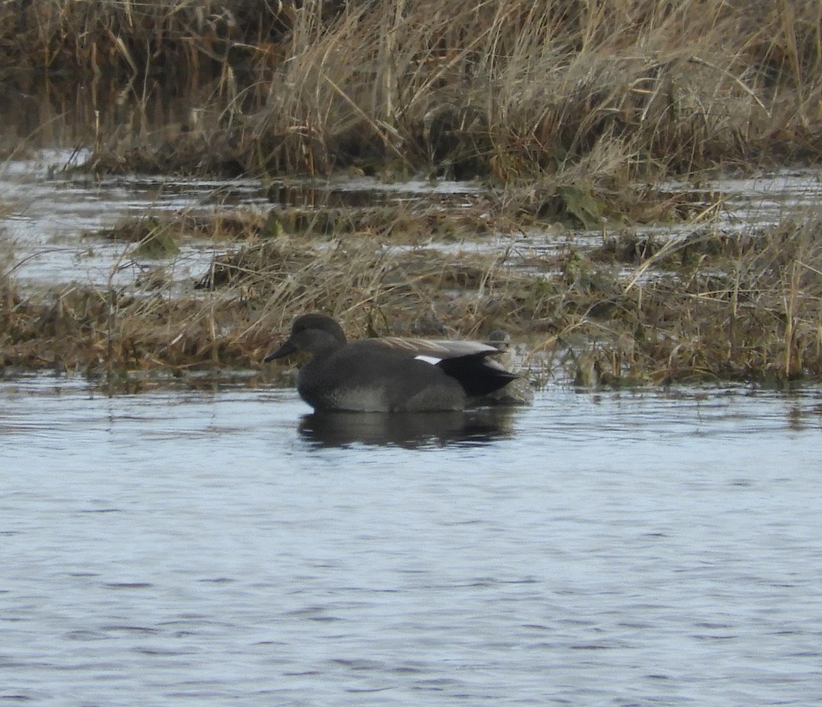 Canard chipeau - ML221089611