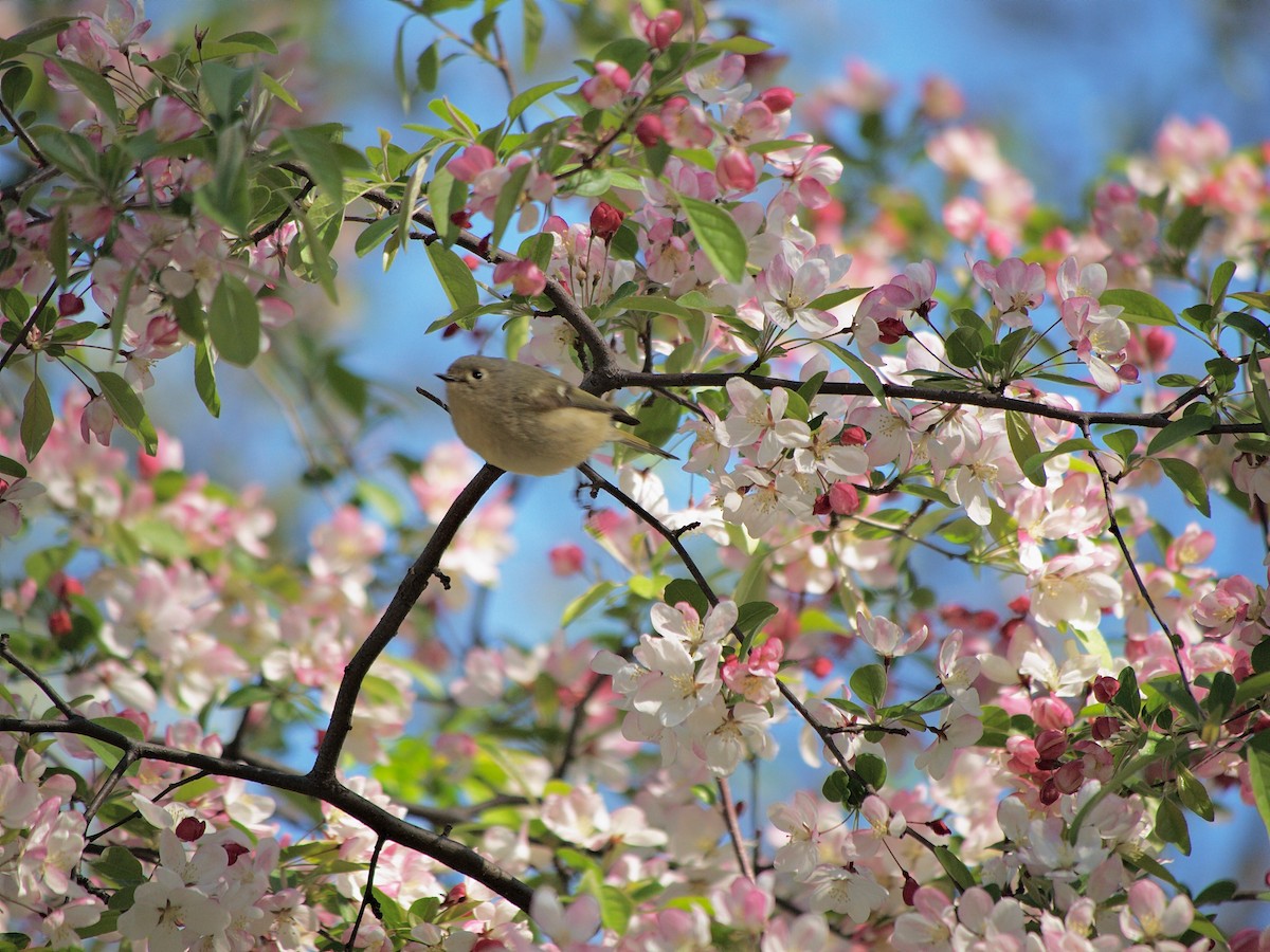 Ruby-crowned Kinglet - Ed Gaillard