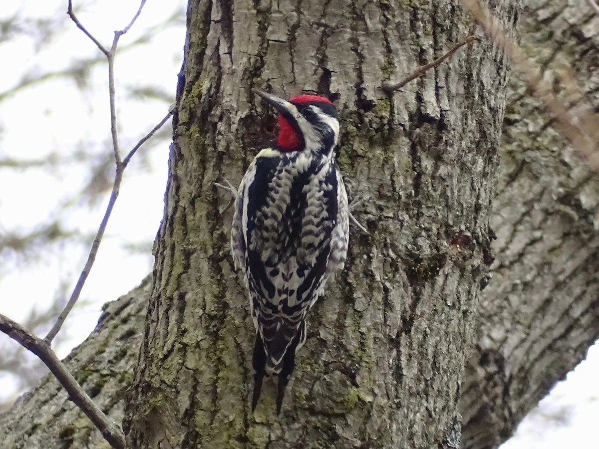 Yellow-bellied Sapsucker - ML221090401