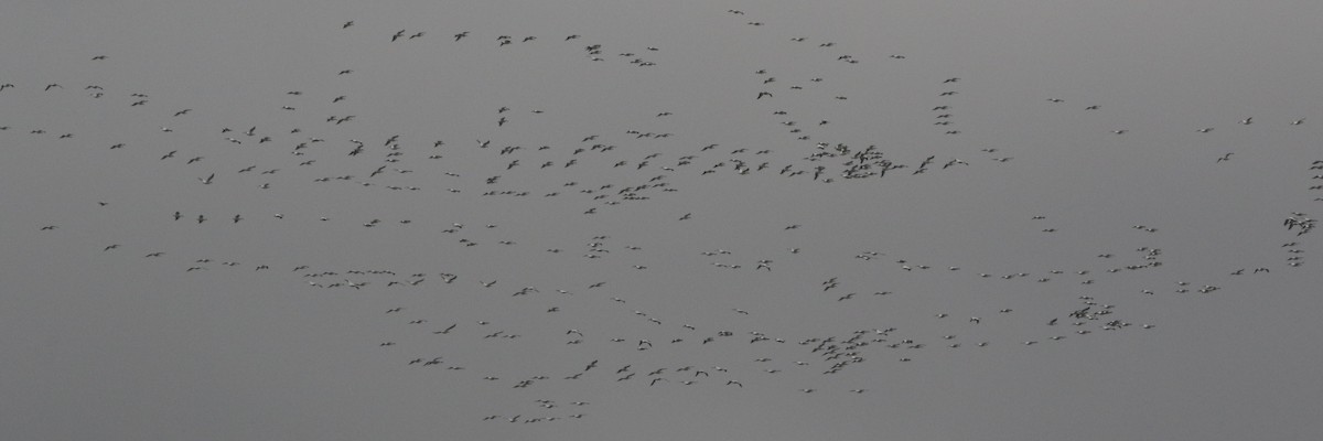 American White Pelican - Don Brode