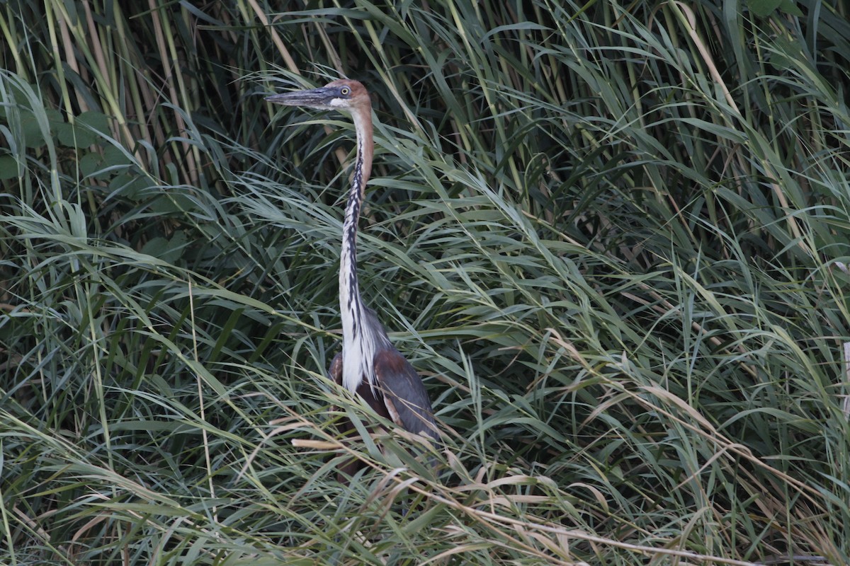 Goliath Heron - John Fitzpatrick