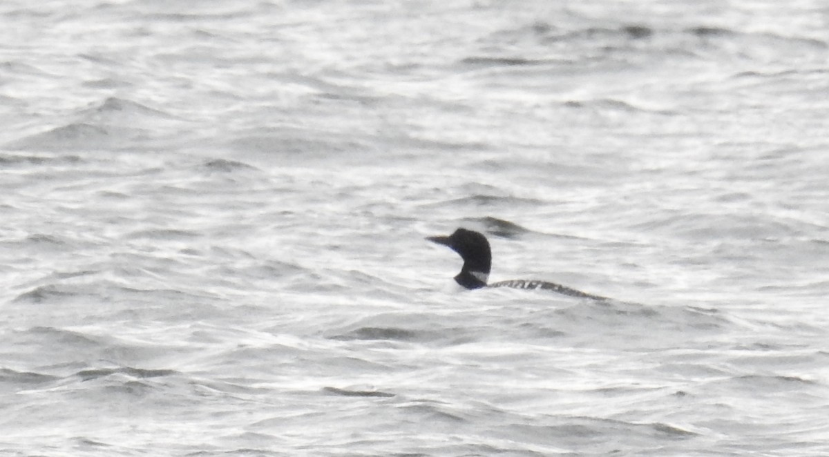 Common Loon - ML221097961