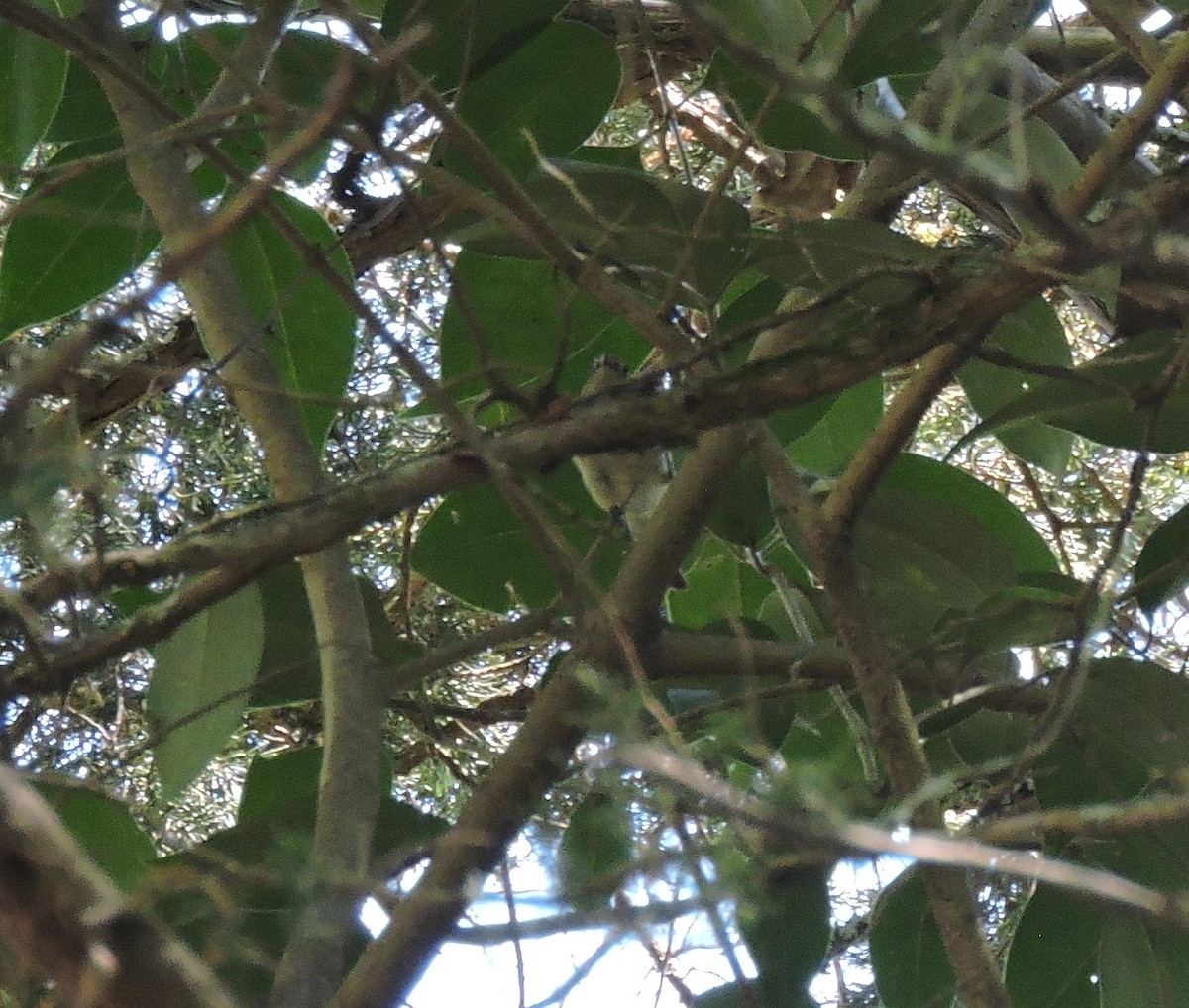 Ruby-crowned Kinglet - ML221099041