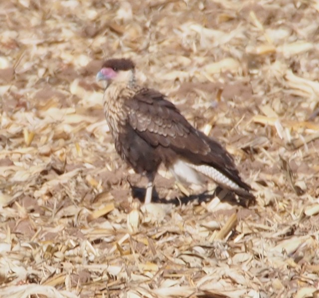 Caracara huppé (cheriway) - ML22110021