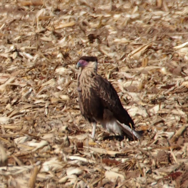 Caracara huppé (cheriway) - ML22110031