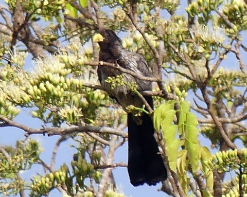 Western Plantain-eater - ML221100961