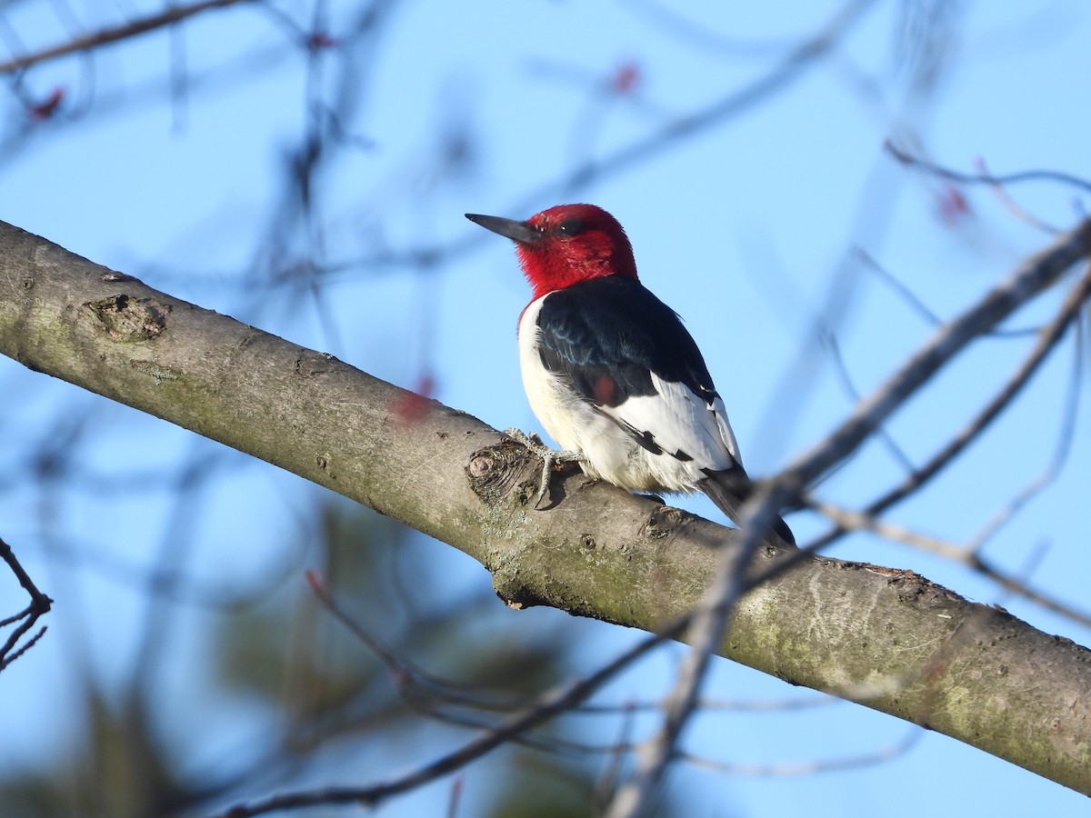 Red-headed Woodpecker - ML221103191