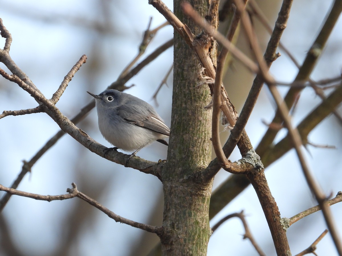 Blue-gray Gnatcatcher - ML221103611