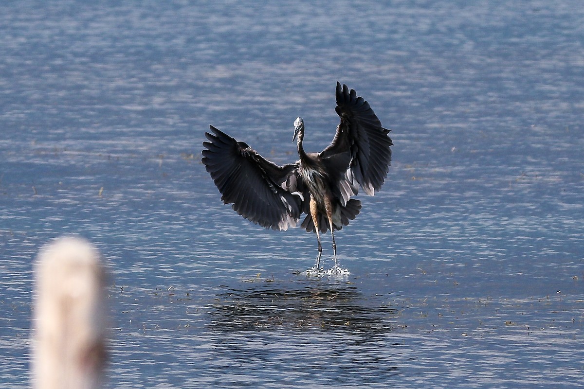 Great Egret - ML221105301