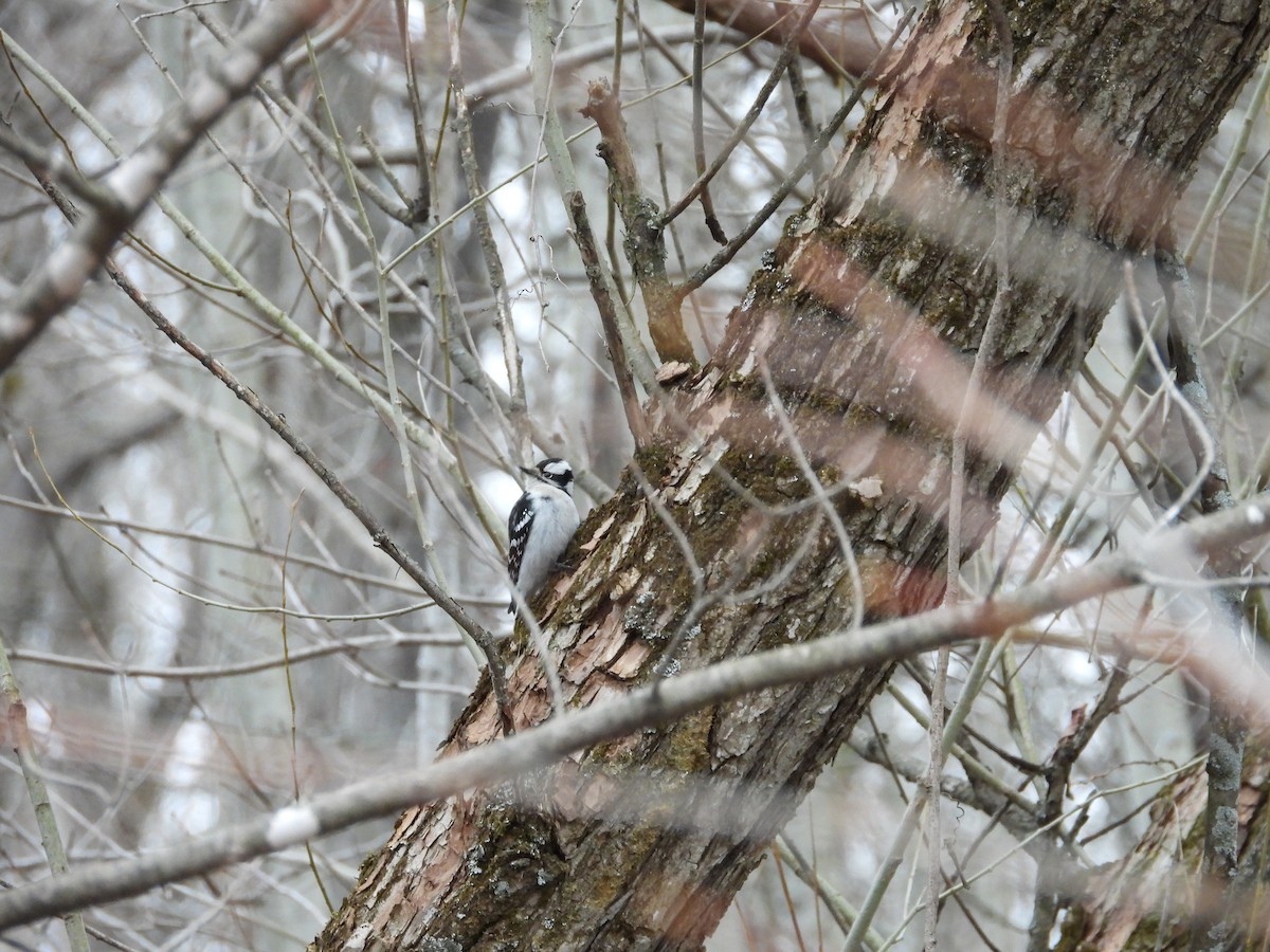 Downy Woodpecker - ML221106081
