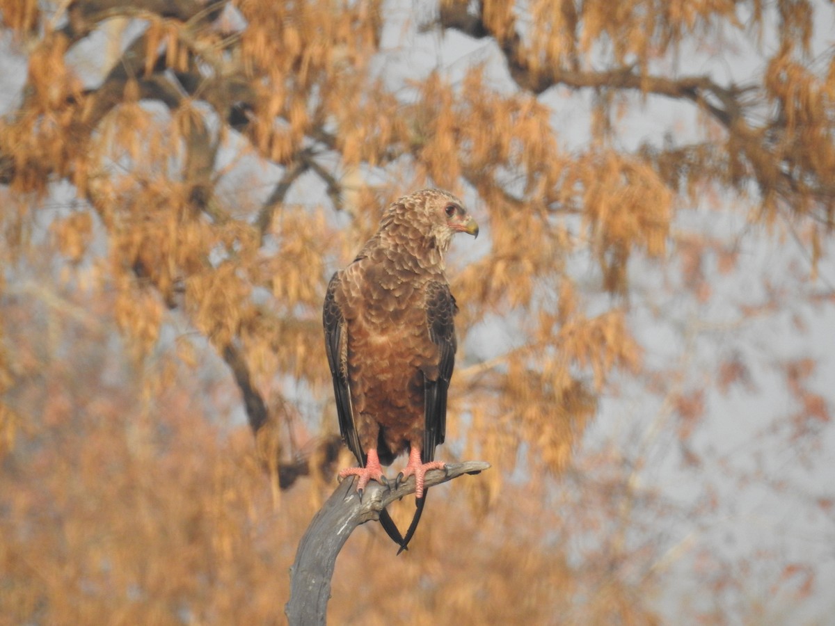 Águila Volatinera - ML221107311