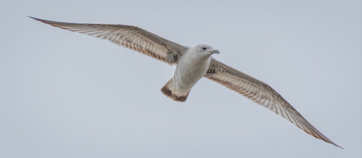 Herring Gull - Rick Wilhoit