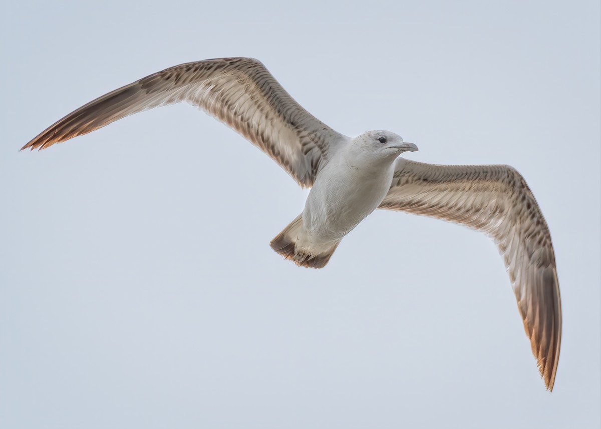 Herring Gull - Rick Wilhoit