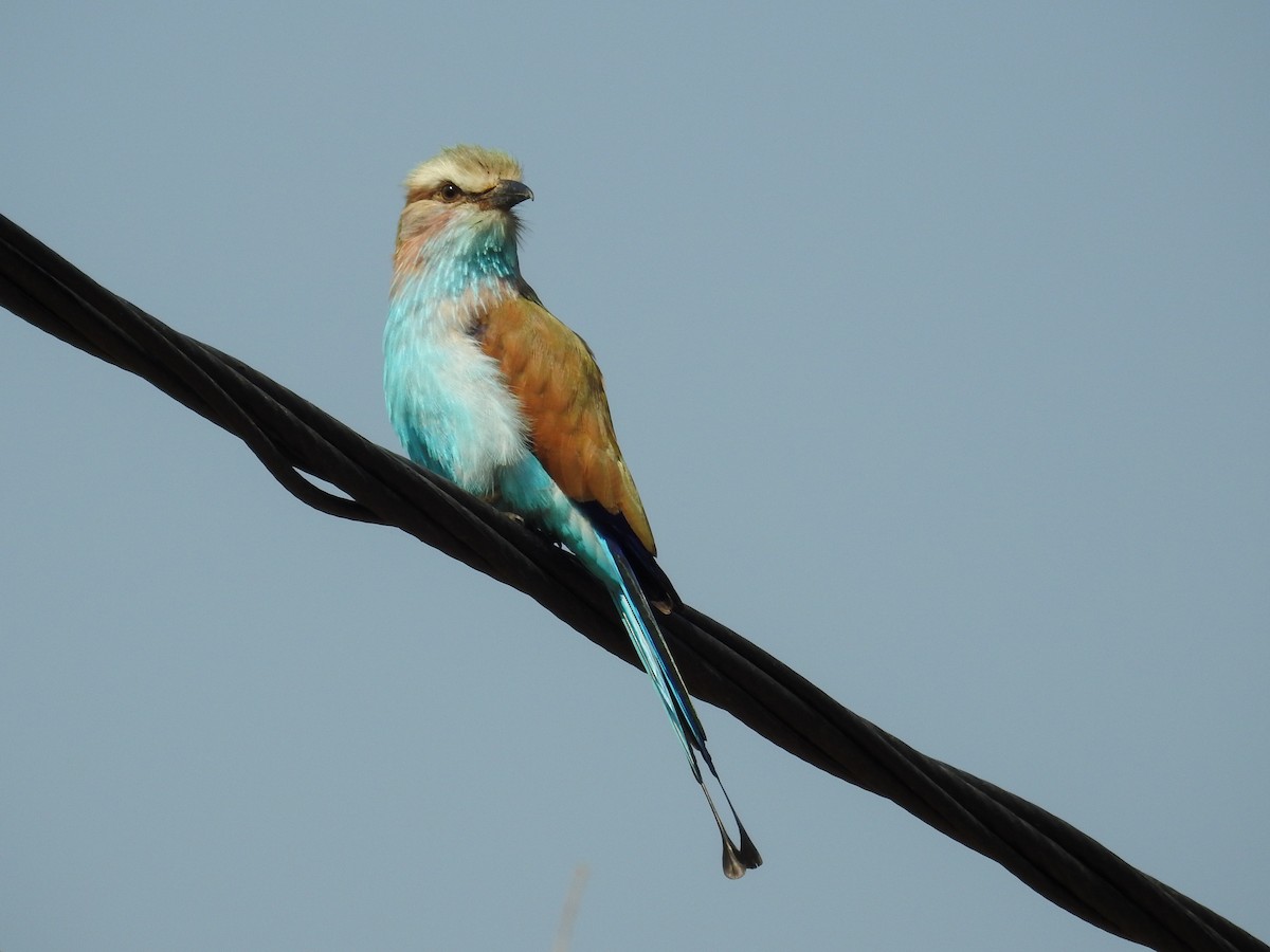Racket-tailed Roller - ML221113801