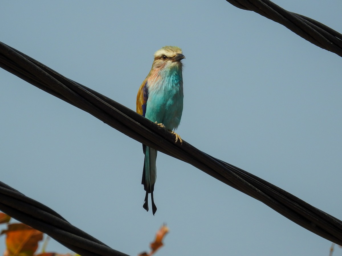 Racket-tailed Roller - Heidi Ware Carlisle