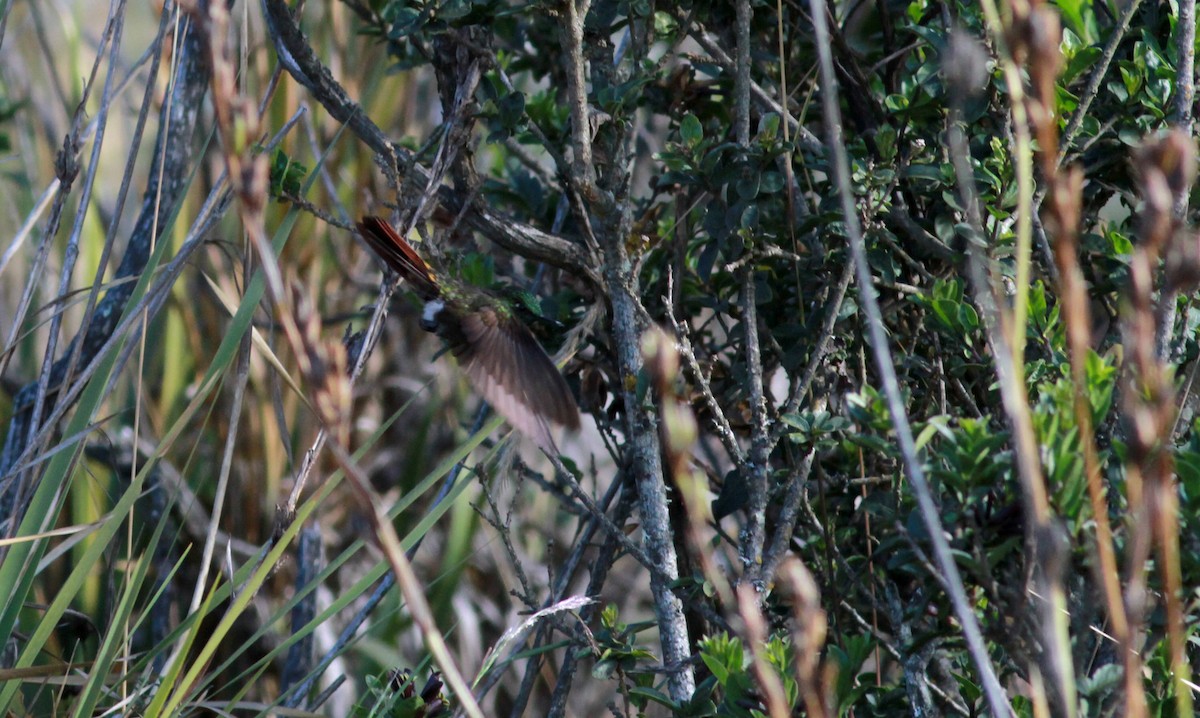 kolibřík dřišťálový (ssp. oreopola) - ML22111671