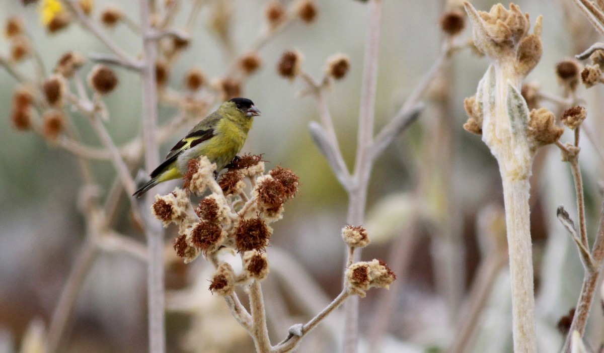 Andean Siskin - Jay McGowan