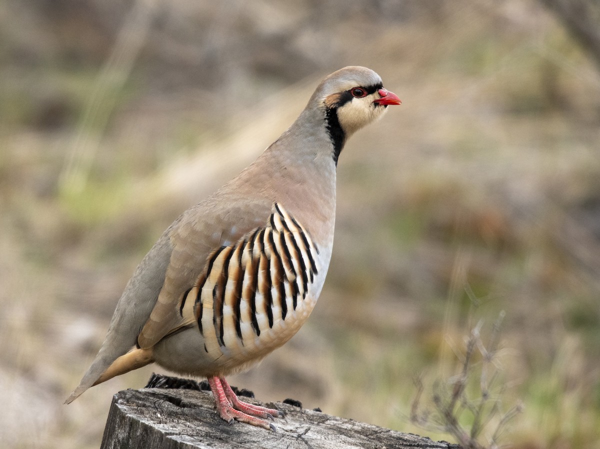 Chukar - Ian Routley