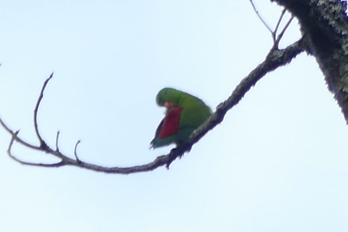 Vernal Hanging-Parrot - ML221120451