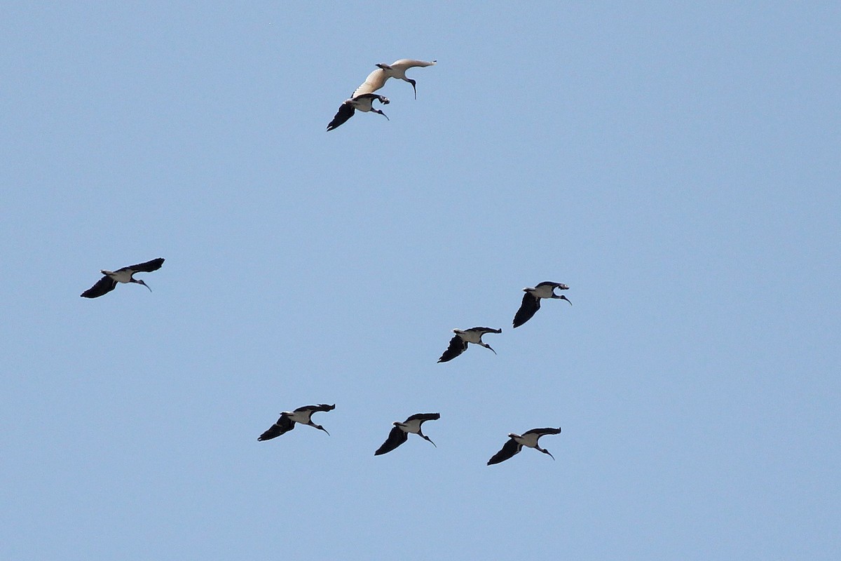 Straw-necked Ibis - ML221121131