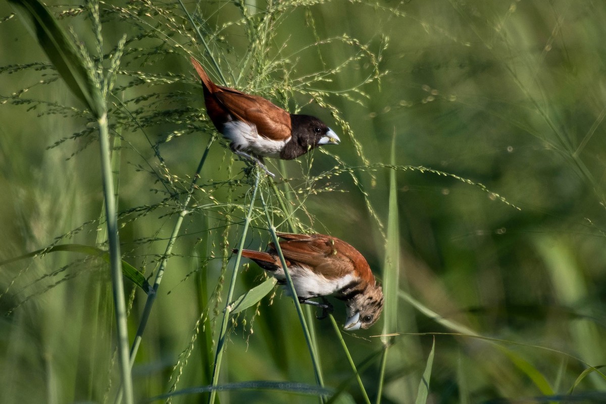 Tricolored Munia - ML221124311
