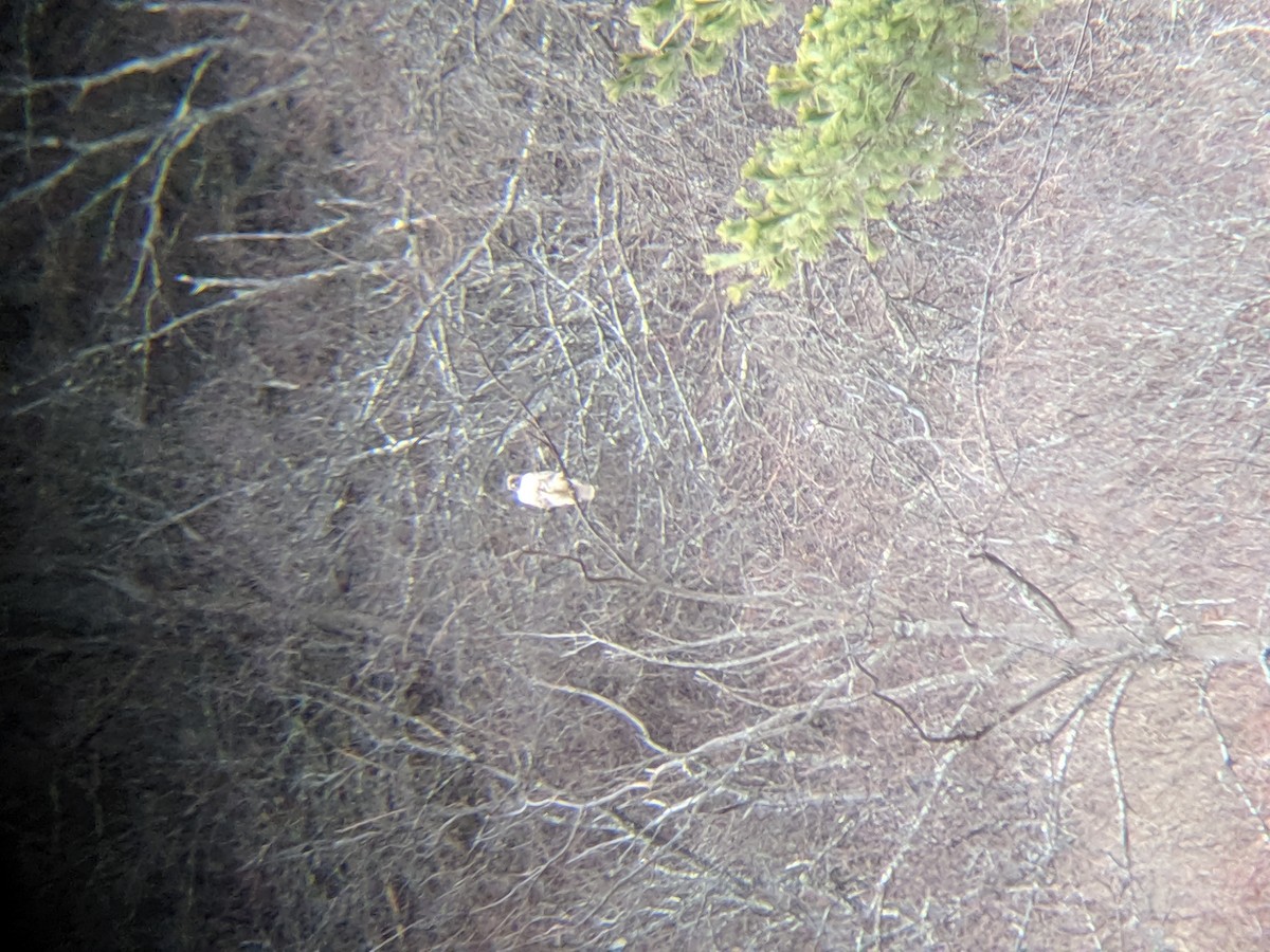 káně rudochvostá - ML221124351