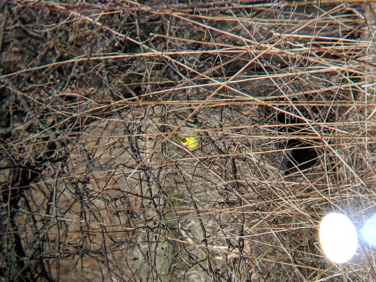 čížek žlutý - ML221124401