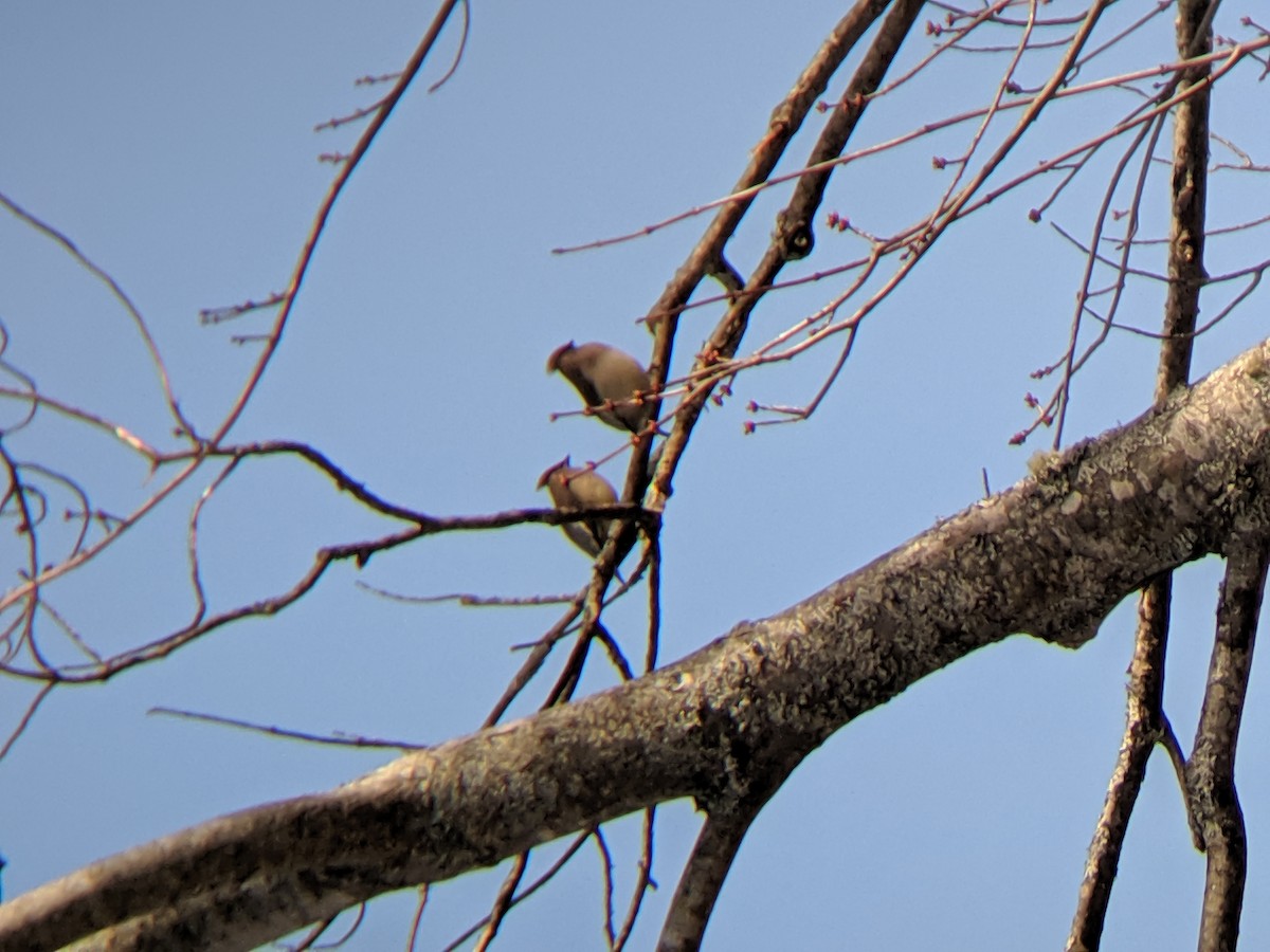 brkoslav americký - ML221124461