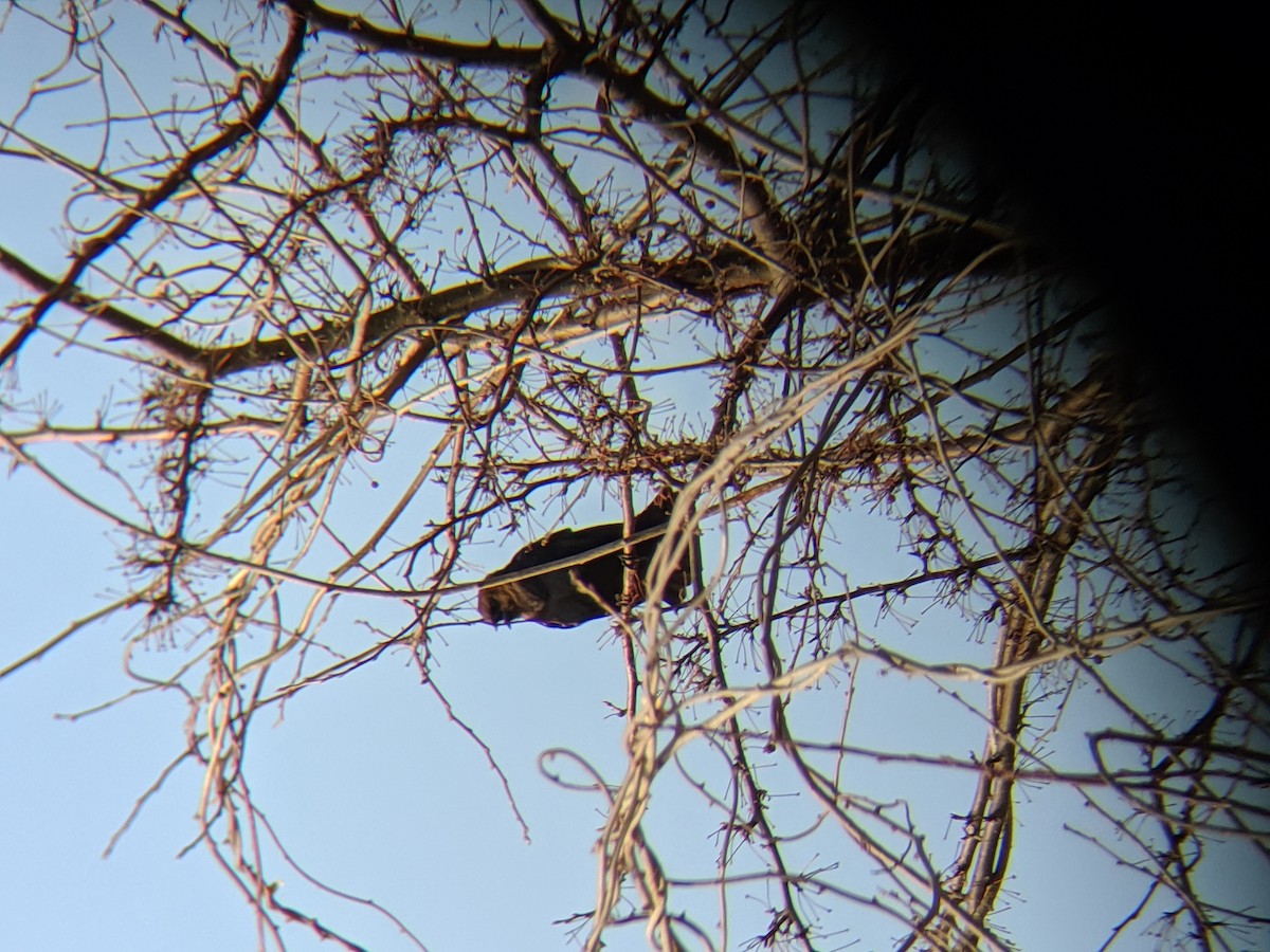 vlhovec hnědohlavý - ML221124731