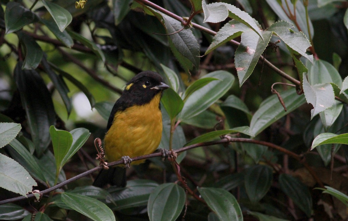 キボシヤマフウキンチョウ（melanops） - ML22112701