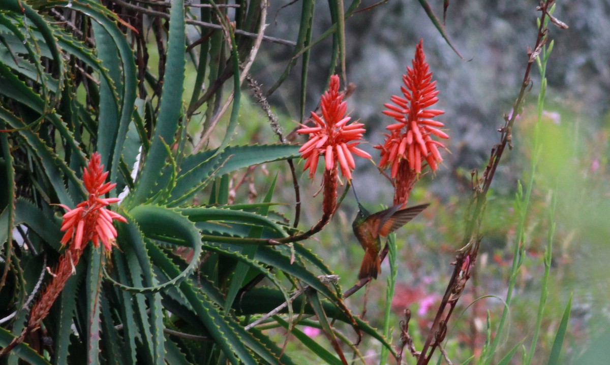 Merida Starfrontlet - Jay McGowan
