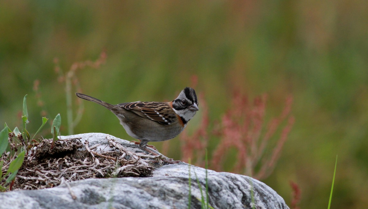 Rufous-collared Sparrow (Rufous-collared) - Jay McGowan