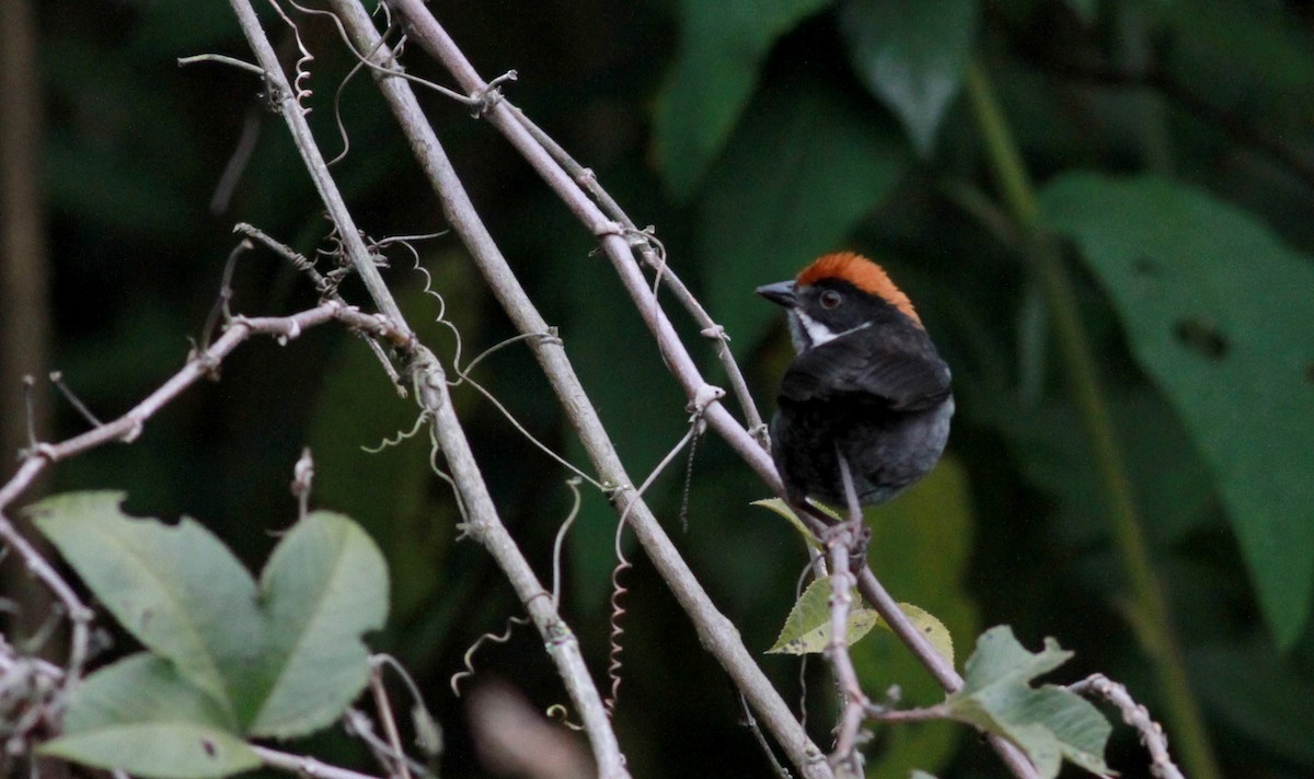 Slaty Brushfinch (Slaty) - ML22112921