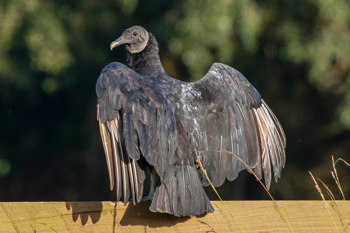 Black Vulture - ML221129261