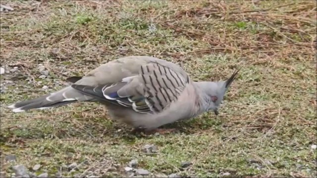 Crested Pigeon - ML221129461