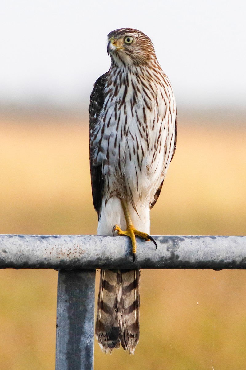 Cooper's Hawk - ML221129561