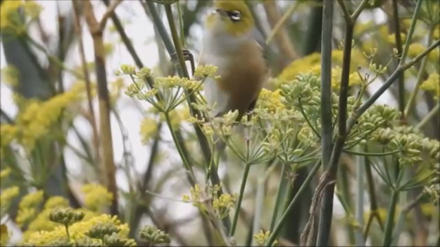 Zostérops à dos gris - ML221129641