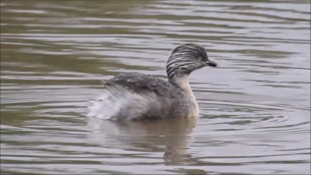 Hoary-headed Grebe - ML221129691