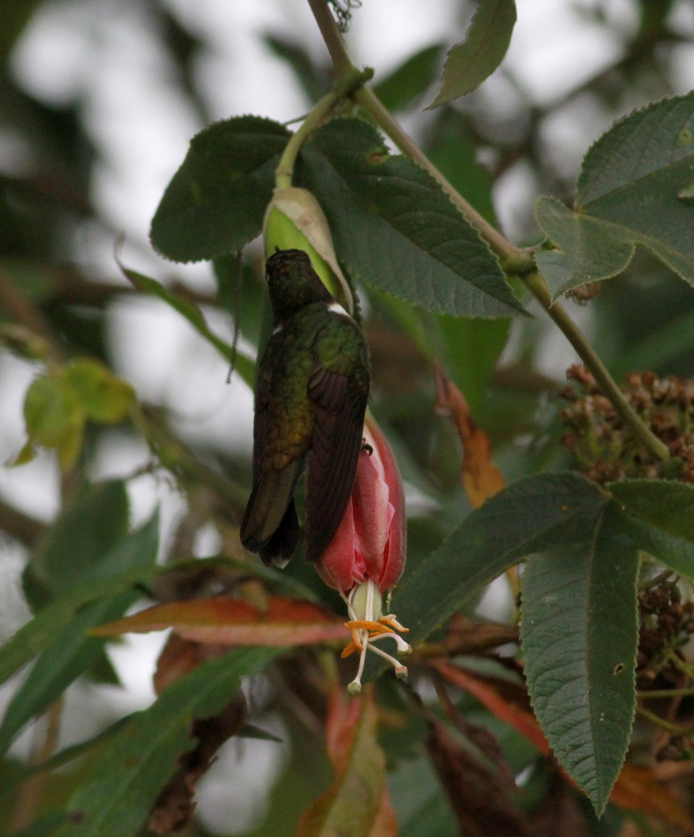 kolibřík méridský - ML22112971