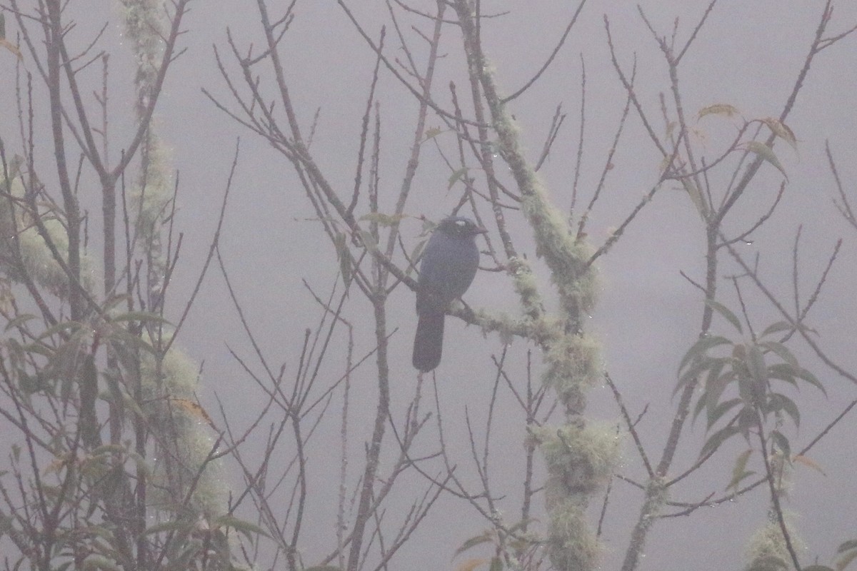 Steller's Jay (Middle American) - Henry Burton