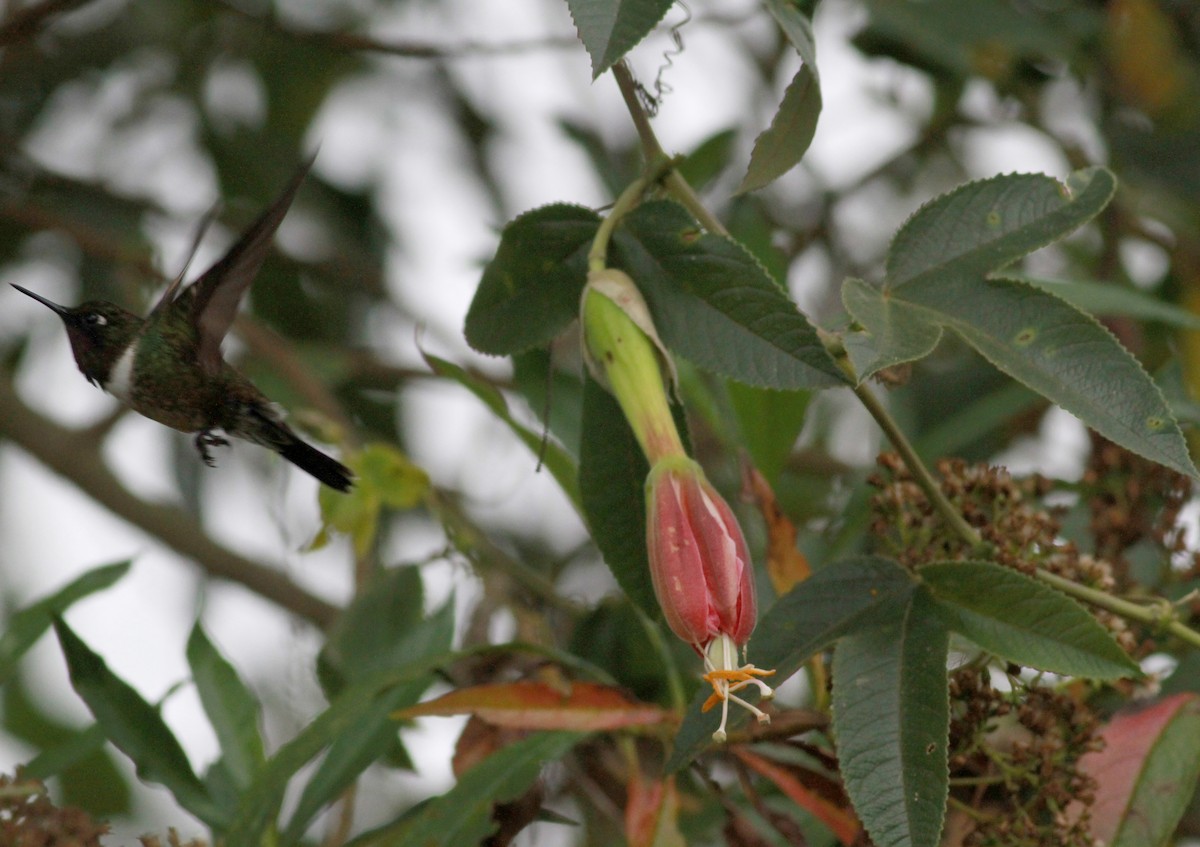 kolibřík méridský - ML22113011