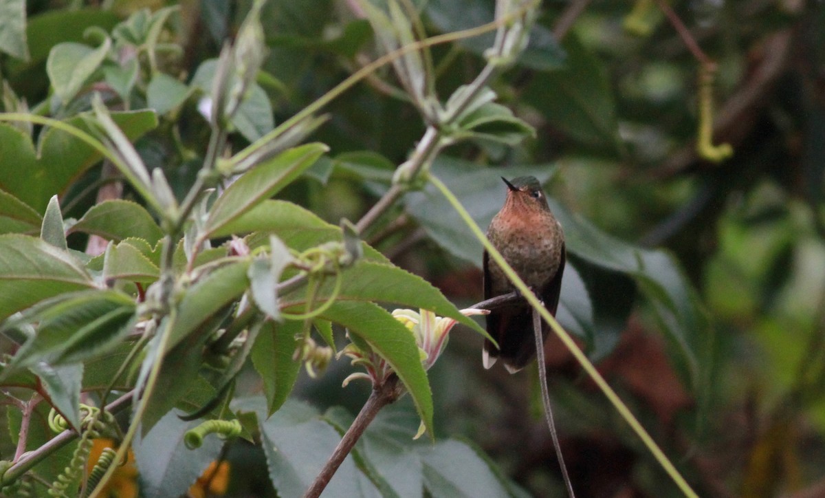 kolibřík dřišťálový (ssp. oreopola) - ML22113031