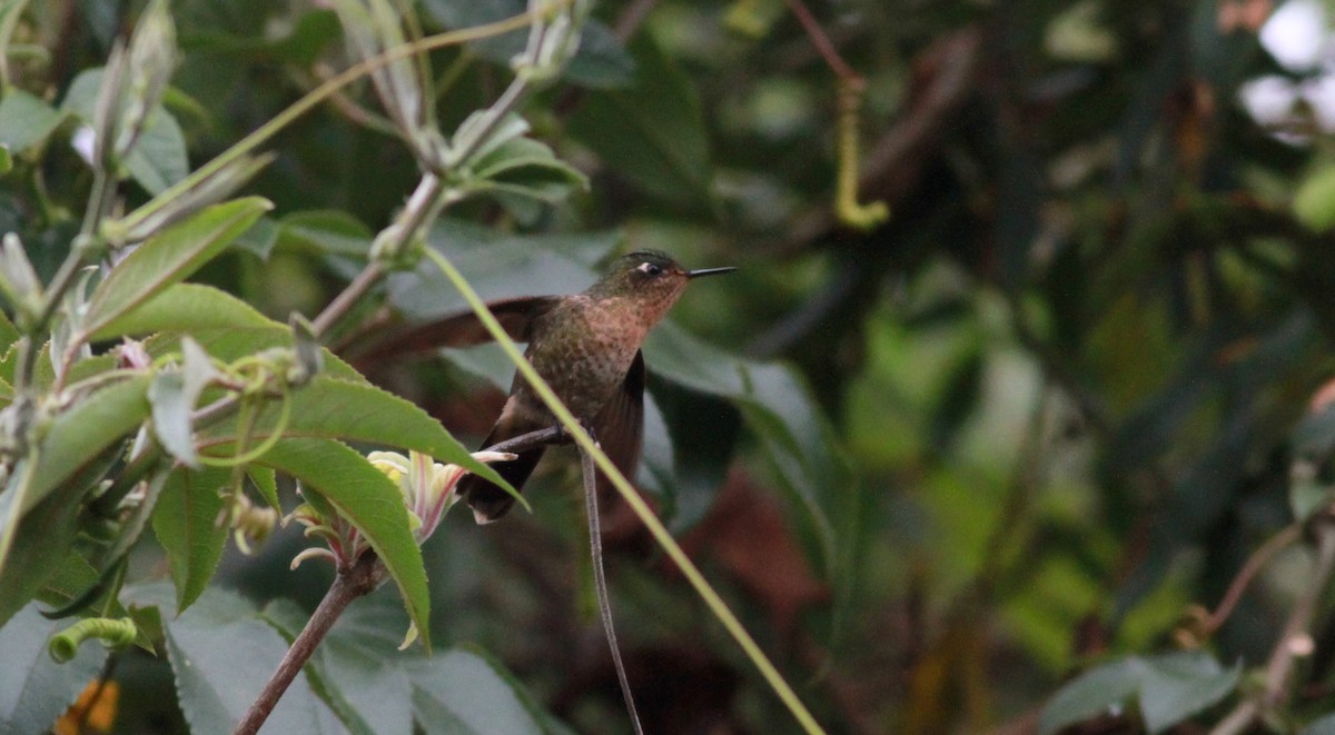 kolibřík dřišťálový (ssp. oreopola) - ML22113041