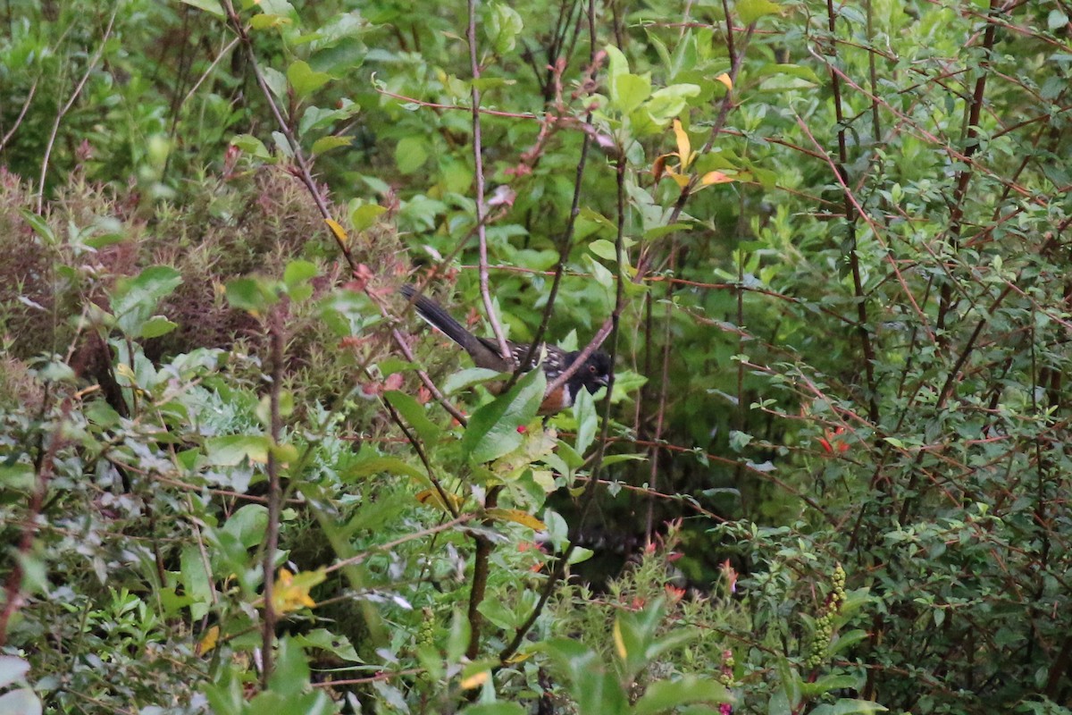 Spotted Towhee - ML221130451